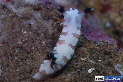Meet The Tiniest Sea Bunny You Ever Did See Reef Builders The
