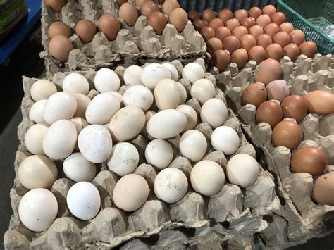Pin Oleh Kendariinfo Di Stock Foto Telur Ayam