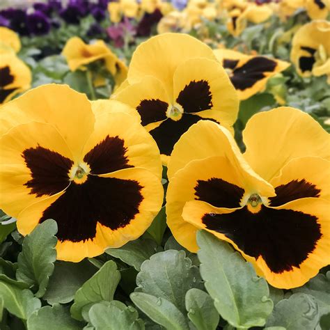 Colossus Pansy Flat Berns Garden Center And Landscaping Ohio