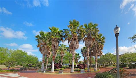 Circle Of Palm Trees On The Beaufort South Carolina