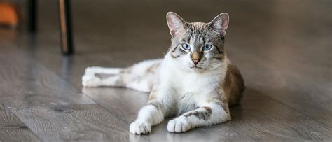 Understanding Cat Urinary Problems Royal Canin