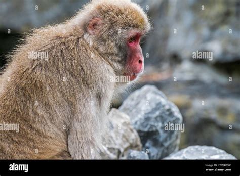 Japanese Macaque Snow Monkey Macaca Fuscata Close Up Portrait Of