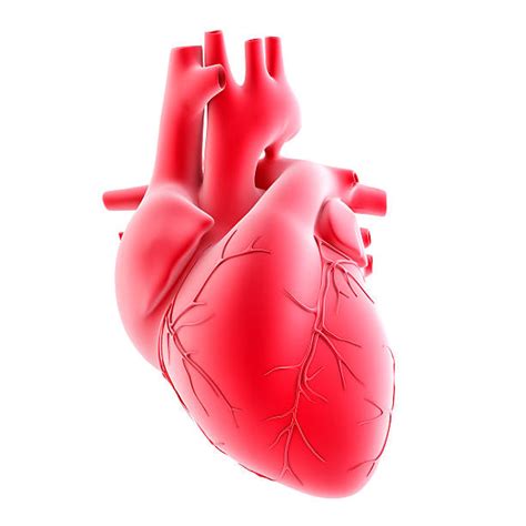 Royalty Free Human Heart Pictures Images And Stock Photos