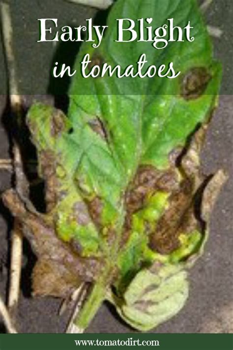 Use them in commercial designs under lifetime, perpetual & worldwide rights. Tomato Blight: how to identify and treat early blight