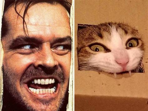 Cats That Look Like Celebrities 17 Pics