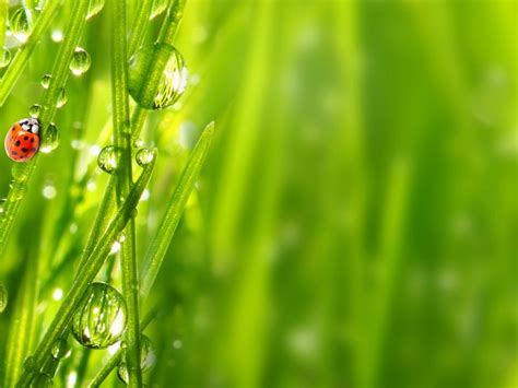 Insect Ladybug Green Grass Morning Dew Drops Water Green