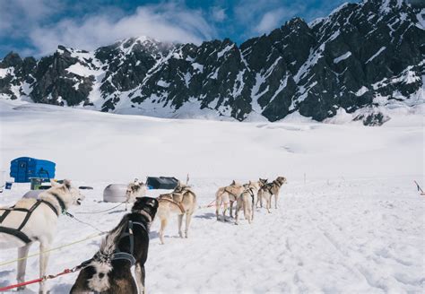 Anchorage Dog Sledding And Glacier Helicopter Tour Alaska Shore