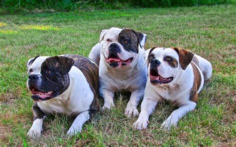 Everything about the american bulldog dog breed. American Bulldog | Dog Breeds Facts, Advice & Pictures ...