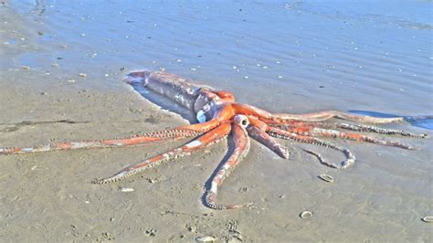 Stunningly Intact Giant Squid Washes Ashore In South Africa Live Science