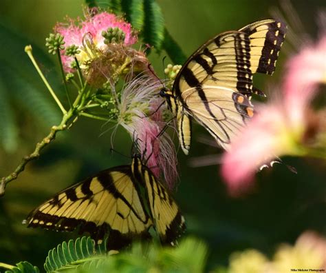 Eastern Tiger Swallowtails At Lake Luxembourg Beautiful Lakes Bald