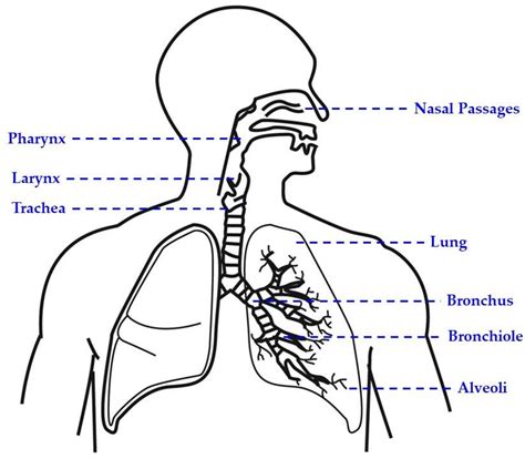 A Draw The Diagram Of Human Respiratory System And Labels The Following My XXX Hot Girl