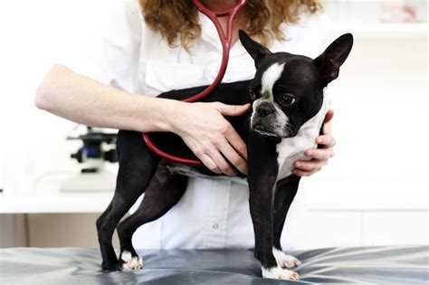 Hiatal Hernias In Dogs