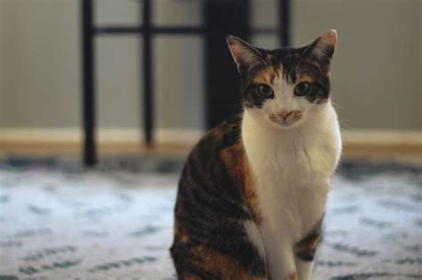 When a kitten is about 8 months old, you'll notice that she's more playful, temperamental and very clingy due to hormonal changes. When Is a Cat Full Grown? What Age Do Cats Stop Growing?
