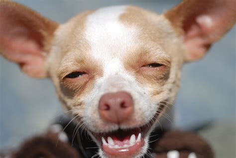 The 18 Greatest Dog Smiles Ever