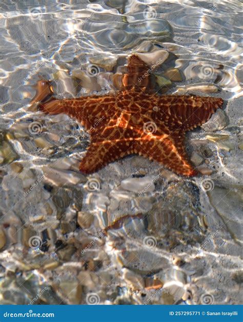 A Starfish In Shallow Crystal Clear Water Stock Image Image Of Clean