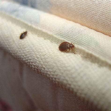 How To Check For Bed Bugs Detection Tips