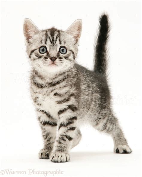 Silver Tabby British Shorthair Kitten Standing Photo Wp41317