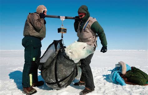 A Team Of Us And Russian Scientists Conduct Polar Bear Research Near