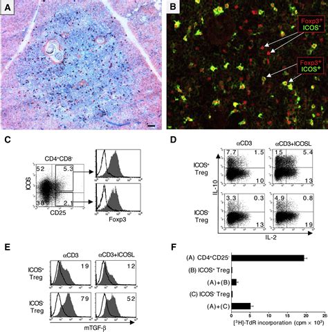 Two Functional Subsets Of Foxp Regulatory T Cells In Human Thymus And