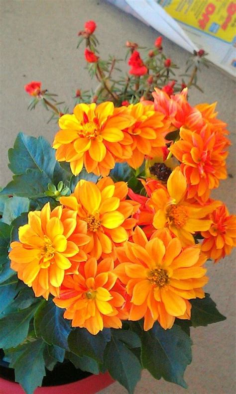 The perfect nasserq love flowers animated gif for your conversation. 40 Amazing Pictures of Beautiful Flowers