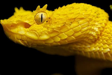 Top 25 Most Poisonous Venomous And Deadliest Snakes Around The World