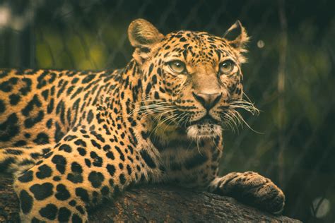 Fotografía De Enfoque Selectivo De Leopardo · Fotos De Stock Gratuitas