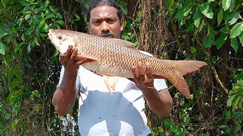 Carp Fishing Rohu Fishing Kerala Youtube