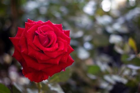 Premium Photo Red Rose The Symbol Of Love And Valentine