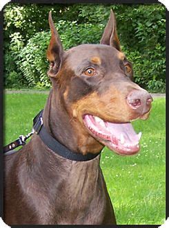 These doberman pinscher puppies located in washington come from different cities, including, arlington. Columbus, OH - Doberman Pinscher. Meet Ben a Dog for Adoption.