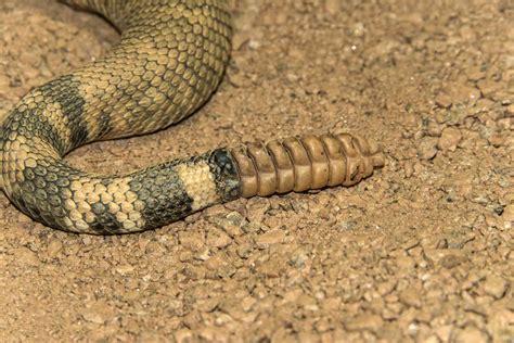 12 Remarkable Facts About Rattlesnakes