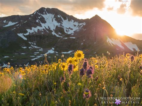 Sunset Wildflower Bouquet Crested Butte Colorado