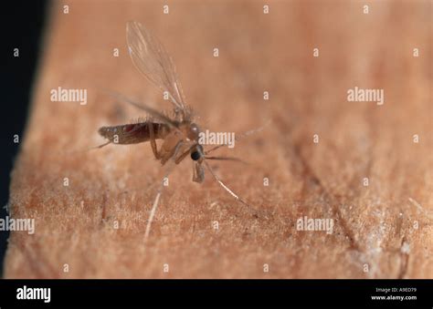 Phlebotomus Perniciosus Female With Blood Meal Mediterranean Sandfly Vector Of Canine And Human