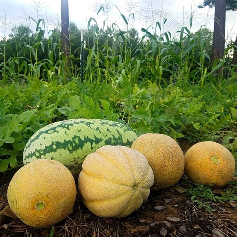 How To Tell When Melons Are Ripe And Ready To Pick The Beginners Garden