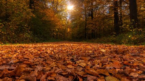 Forest Path Covered By Dry Autumn Leaves And Sunbeam Through Trees 4k Nature Hd Desktop