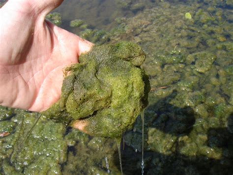 Filamentous Algae Outdoor Alabama