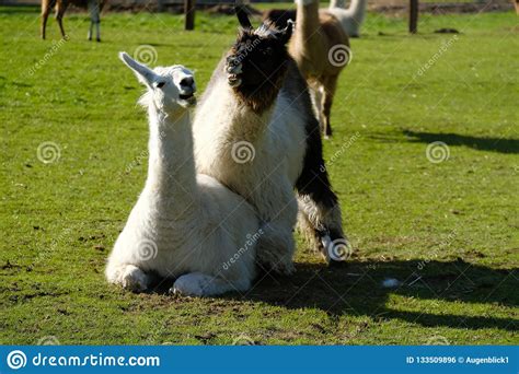 The Battle Of The Lamas Stock Photo 133509594