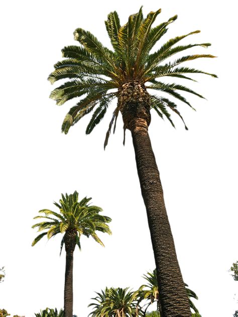 Collection Of Palm Tree Png Pluspng