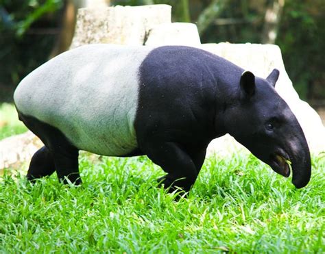 Interestingly tiger is considered as a national animal for india, bangladesh, nepal, malaysia, north korea and south korea. The Trouble With Tapirs - Poskod Malaysia