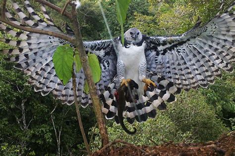 Os 10 Animais Mais Exóticos E Especiais Do Mundo Página 5 De 5