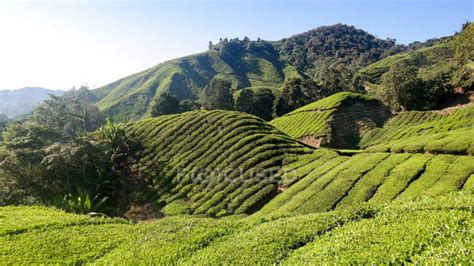 Malaysia Pahang Tanah Rata Tea Plantation In The Cameron Highlands