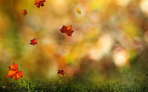 Autumn Leaf Falling Down Wallpapers Wallpaper Cave