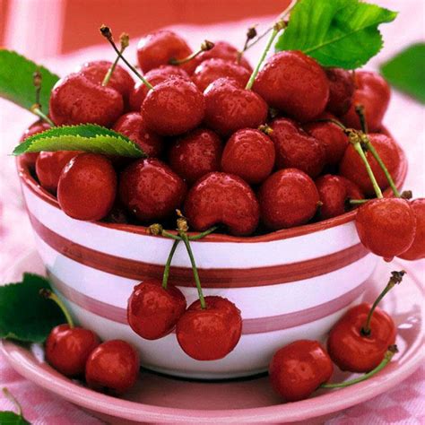 Bowl Full Of Cherries Cherry Food Sweet Cherries
