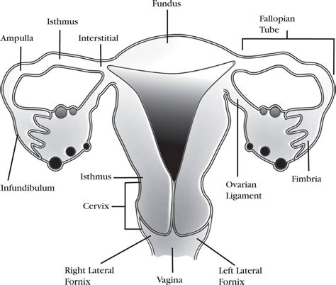 DIAGRAM Fallopian Tubes Diagram Of Woman MYDIAGRAM ONLINE