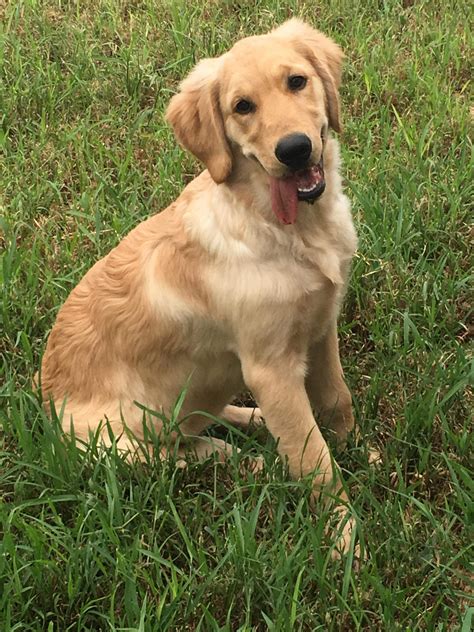 Curly Tail Page 2 Golden Retrievers Golden Retriever Dog Forums