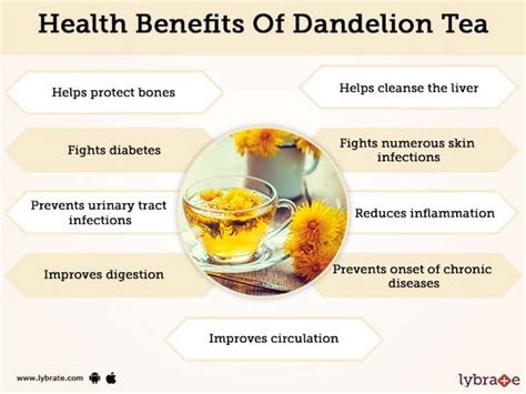 Benefits Of Dandelion And Its Side Effects Lybrate