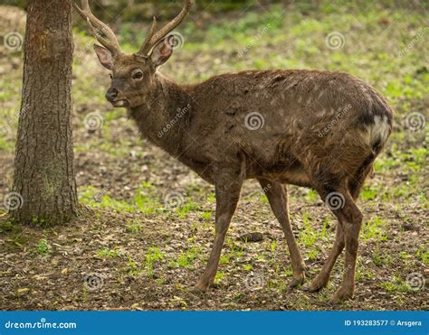 Sika Deer Cervus Nippon Or Japanese Spotted Deer Male Stock Image