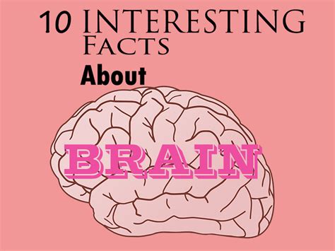 10 Interesting Facts About Brain Smartence