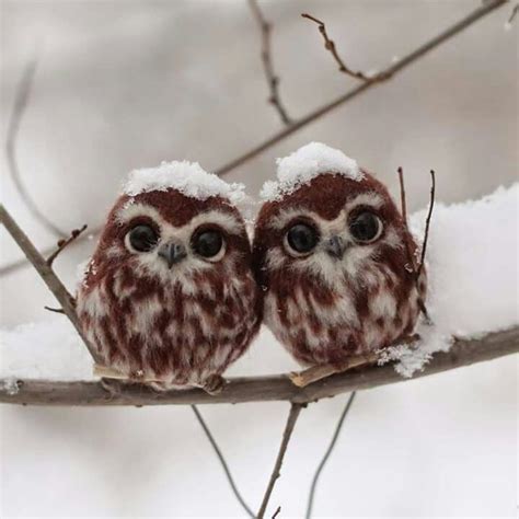 106 Best Images About Curiosity Of An Owl On Pinterest