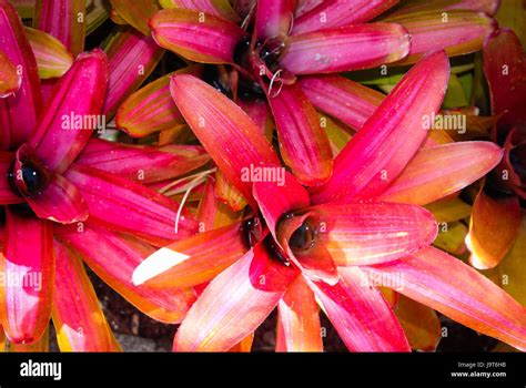 Bromeliad Hawaii Tropical Botanical Garden Hi Res Stock Photography And