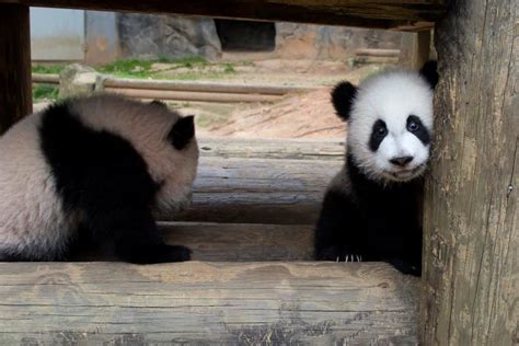 Atlantas Giant Panda Twins Enjoy Their First Spring Giant Panda